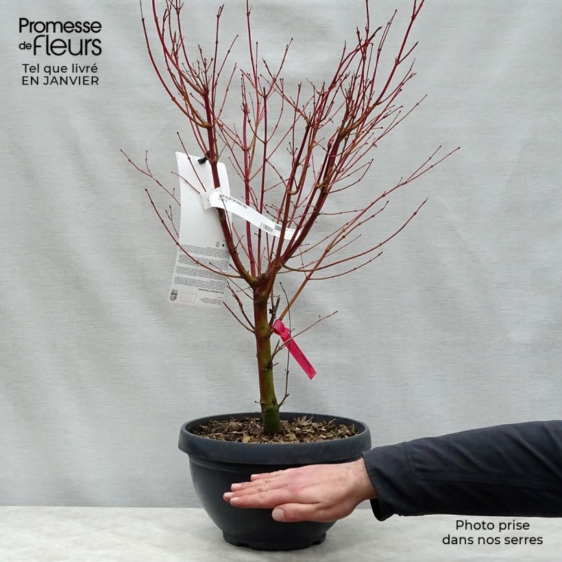 Exemplar von Fächerahorn Sangokaku - Acer palmatum Topf mit 6L/7L wie im Winter geliefert