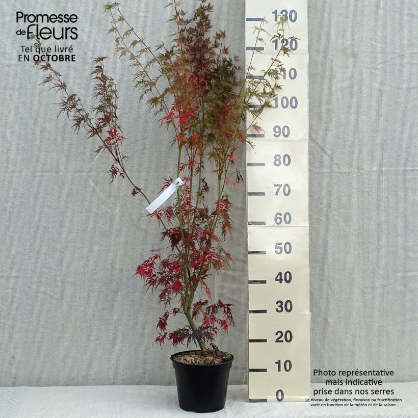 Example of Fächerahorn Seiryu - Acer palmatum Topf mit 3L/4L as you get in automne