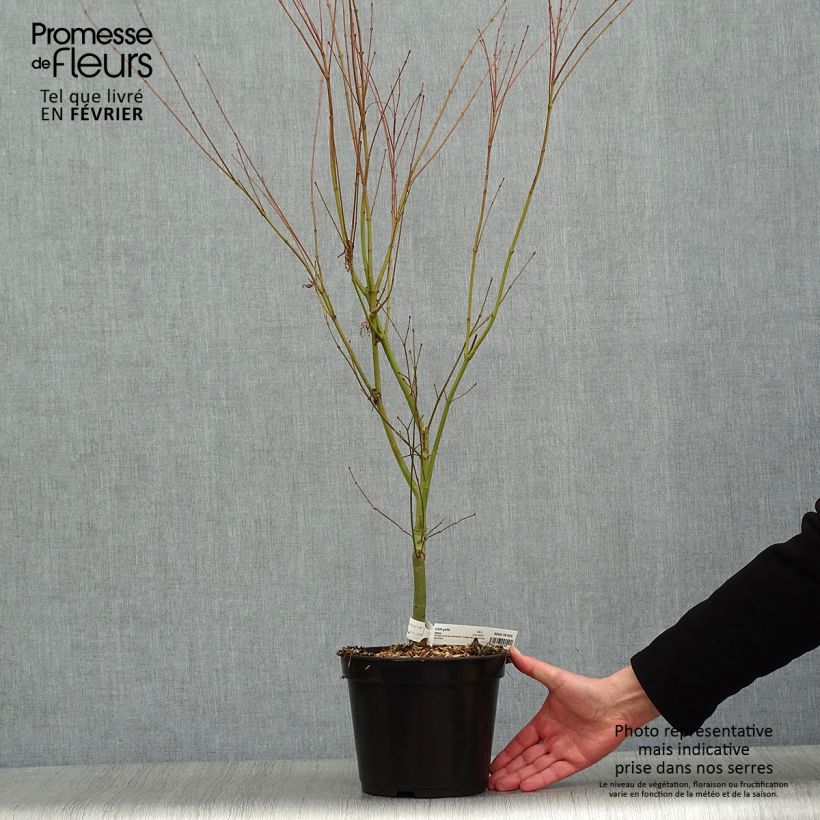 Exemplar von Fächerahorn Seiryu - Acer palmatum Topf mit 3L/4L wie im Winter geliefert