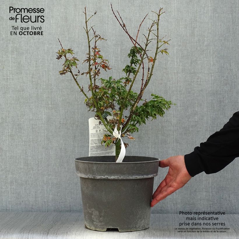 Example of Fächerahorn Shishigashira - Acer palmatum Topf mit 7,5L/10L as you get in automne