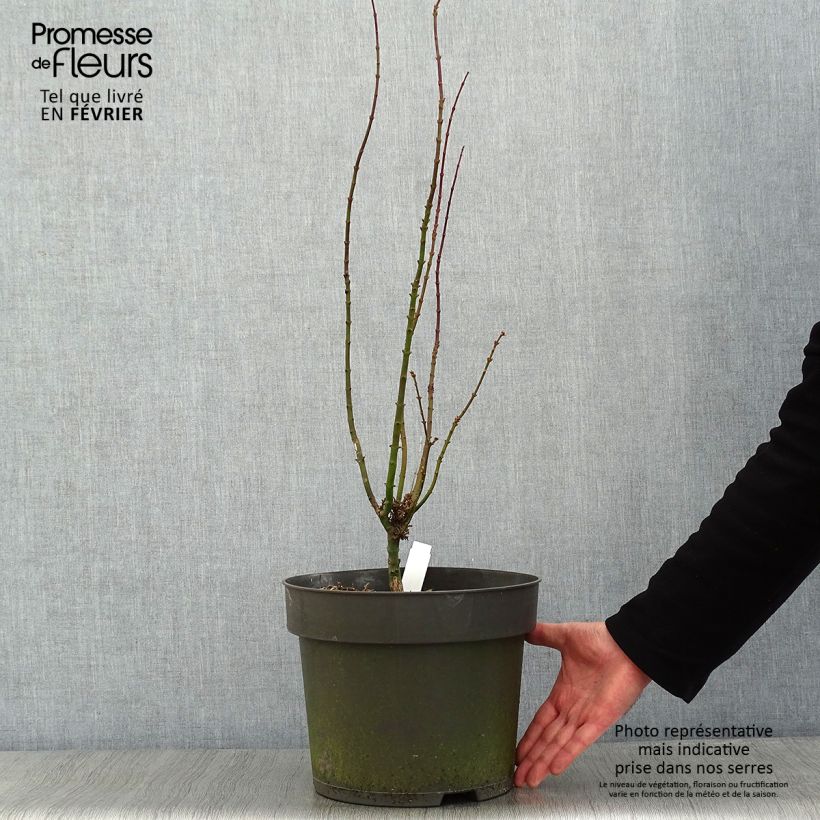 Exemplar von Fächerahorn Shishigashira - Acer palmatum Topf mit 7,5L/10L wie im Winter geliefert