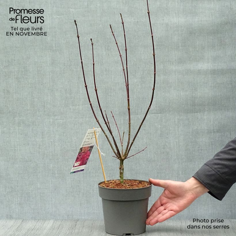 Example of Fächerahorn Skeeter's Broom - Acer palmatum Topf mit 3L/4L as you get in automne