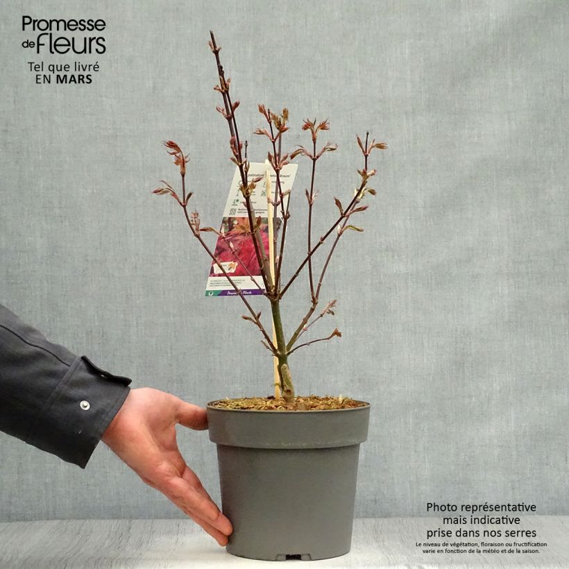 Exemplar von Fächerahorn Skeeter's Broom - Acer palmatum Topf mit 3L/4L wie im Frühjahr geliefert