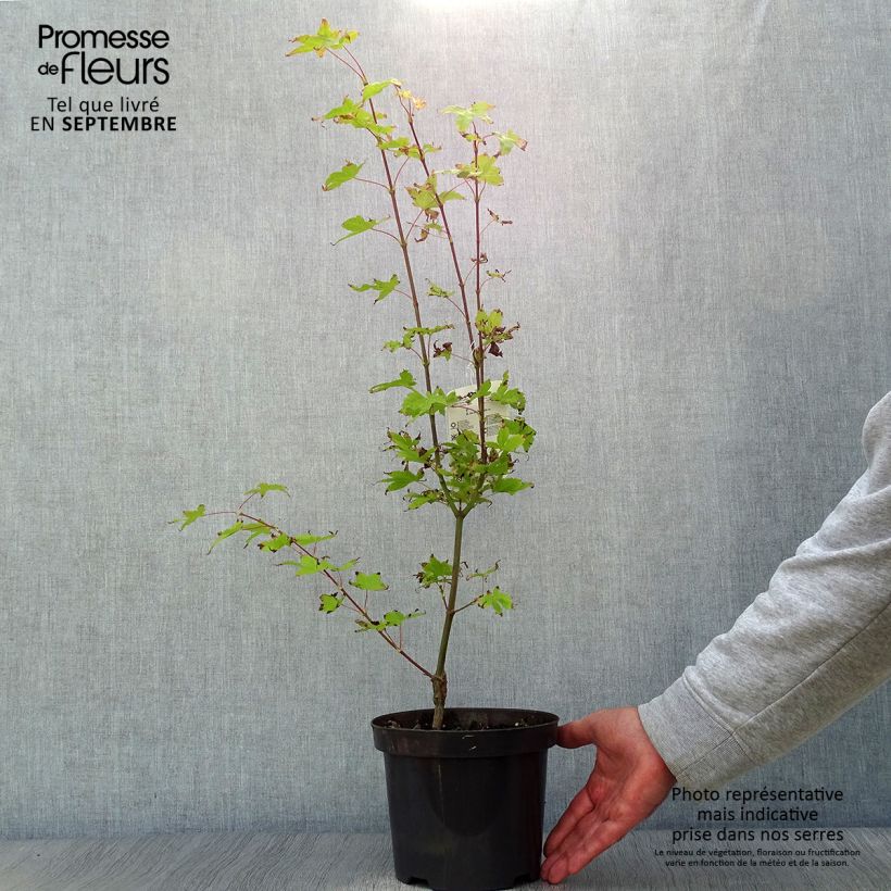 Example of Fächerahorn Summer Gold - Acer palmatum Topf mit 3L/4L as you get in automne