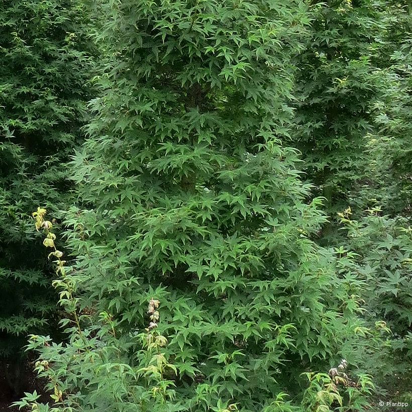 Fächerahorn Tsukasa Silhouette - Acer palmatum (Foliage)