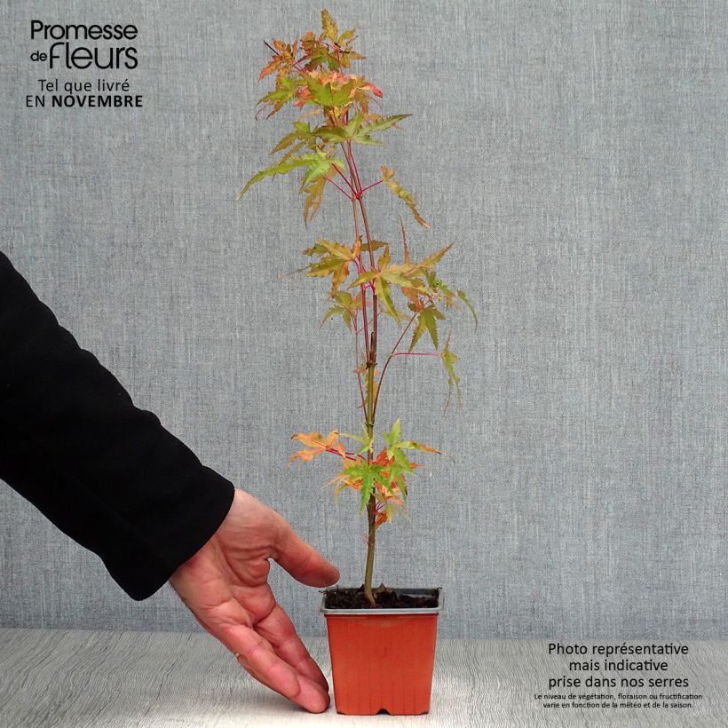 Example of Fächerahorn - Acer palmatum Kleine Töpfe von 8/9 cm as you get in automne