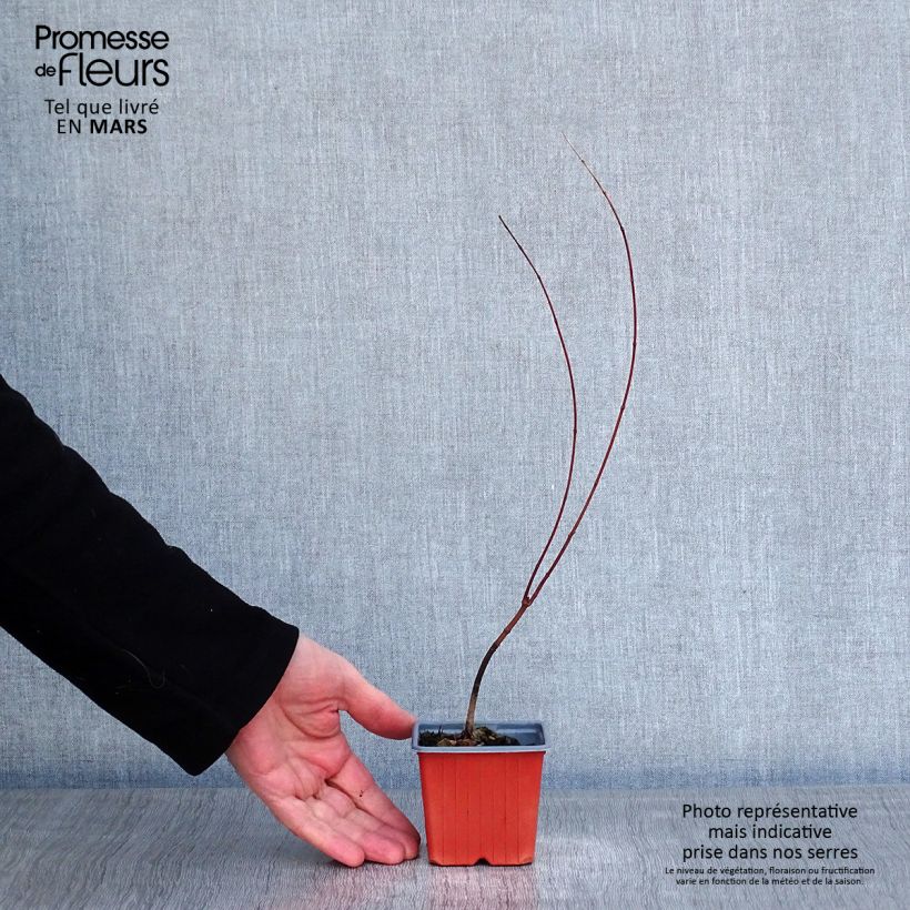 Exemplar von Fächerahorn - Acer palmatum Kleine Töpfe von 8/9 cm wie im Winter geliefert