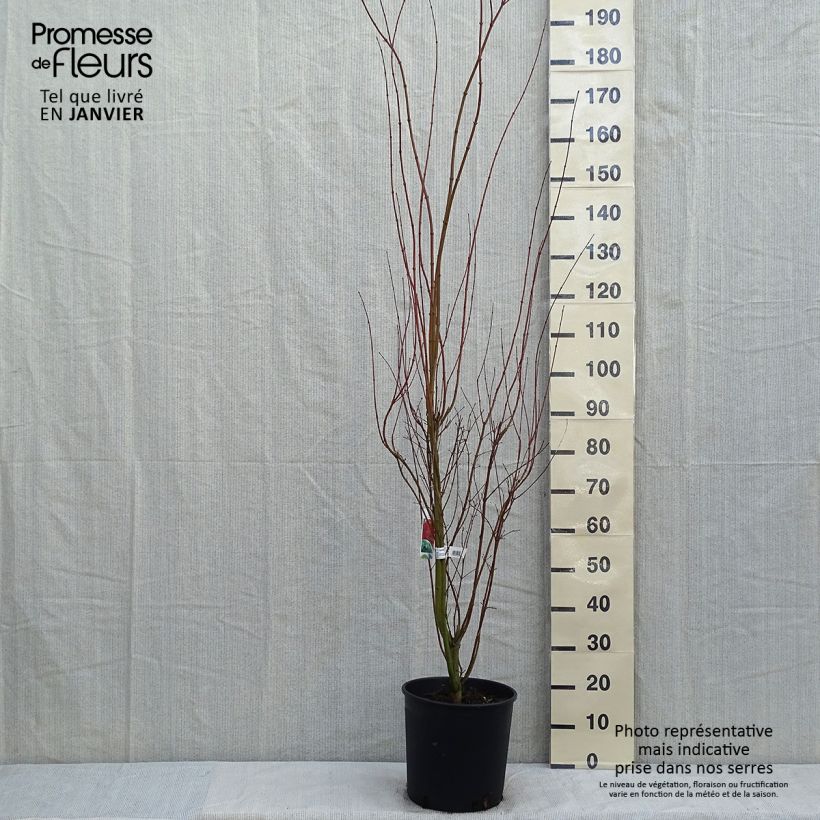 Exemplar von Fächerahorn - Acer palmatum Topf mit 7,5L/10L wie im Winter geliefert