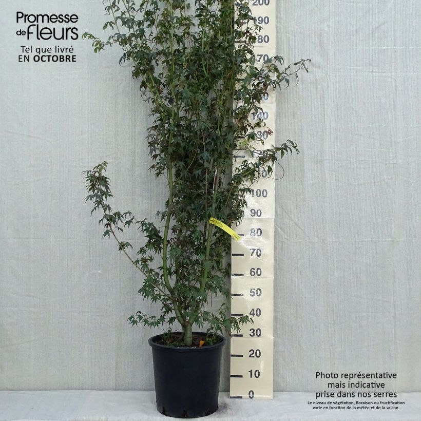 Example of Fächerahorn - Acer palmatum Topf mit 20L/25L as you get in automne