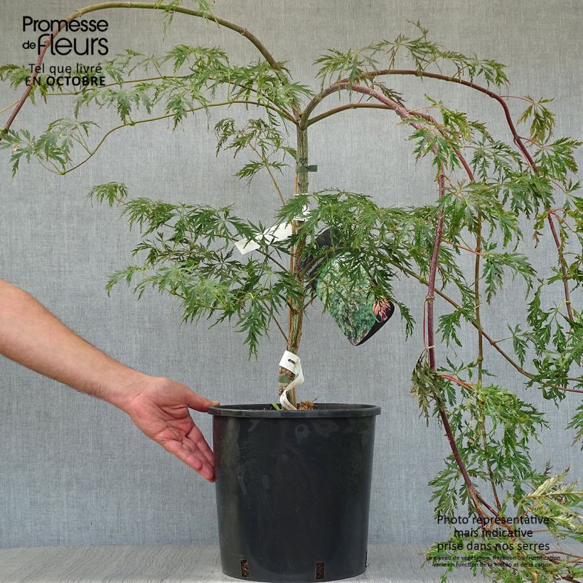 Example of Ahorn Ice Dragon - Acer pseudosieboldianum Topf mit 12L/15L as you get in automne