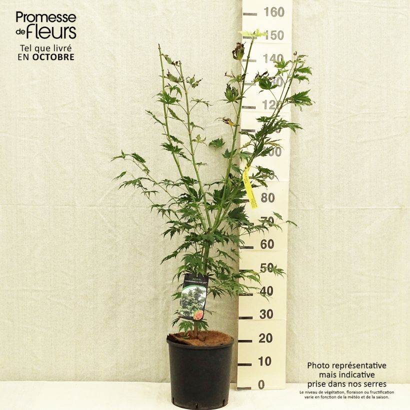 Example of Ahorn North Wind - Acer pseudosieboldianum Topf mit 12L/15L as you get in automne