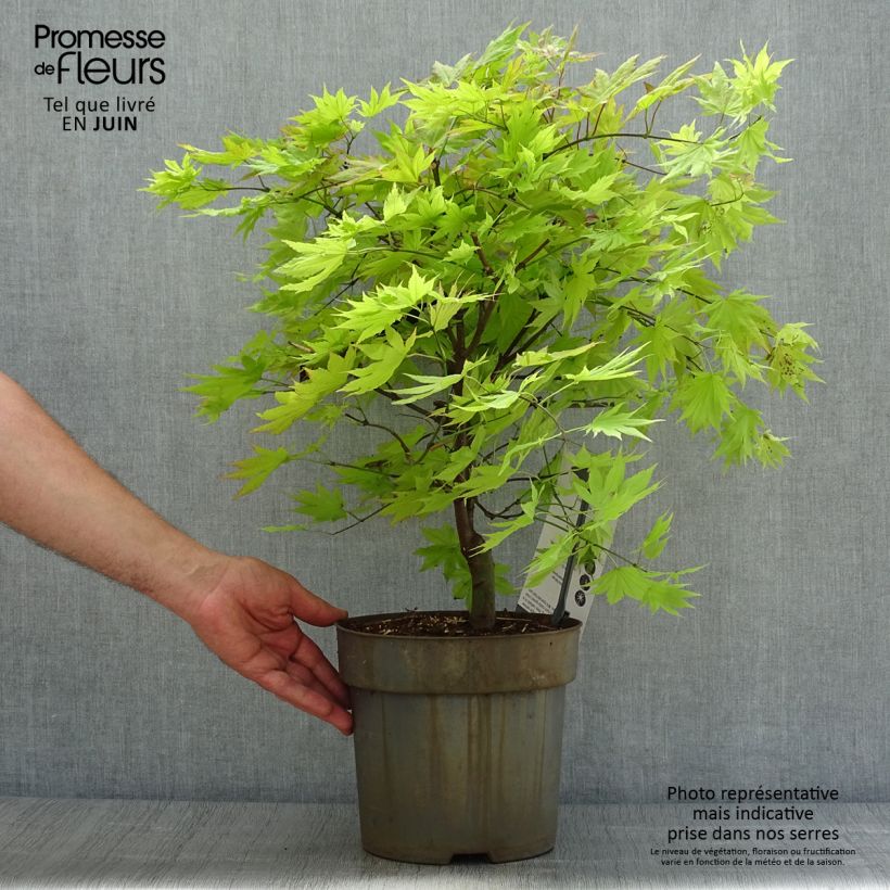 Example of Japanischer Ahorn Autumn moon - Acer shirasawanum Topf mit 7,5L/10L as you get in ete