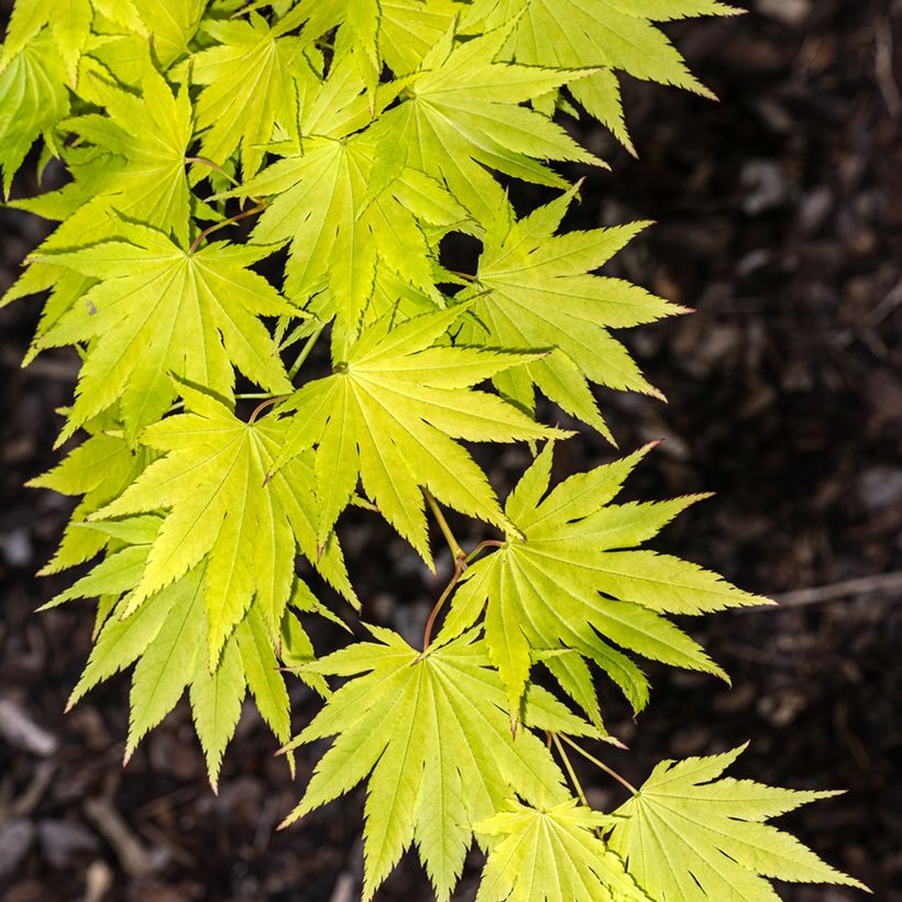 Japanischer Ahorn Jordan - Acer shirasawanum (Foliage)