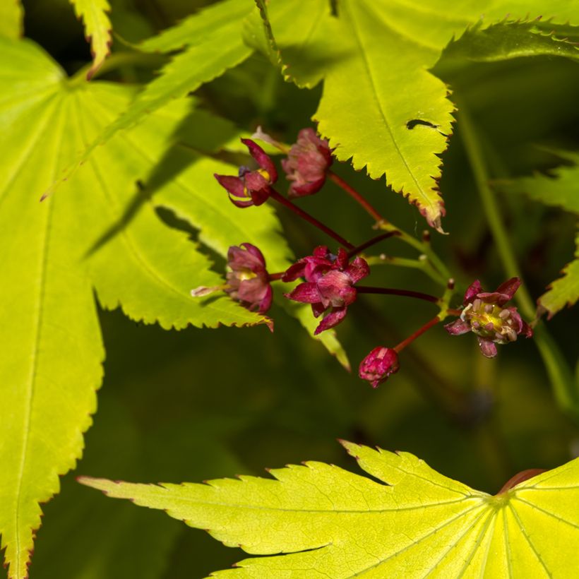 Japanischer Ahorn Jordan - Acer shirasawanum (Flowering)