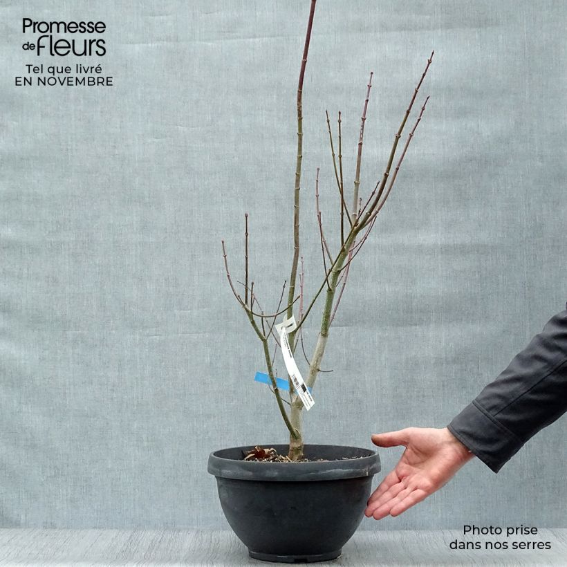 Example of Japanischer Ahorn Jordan - Acer shirasawanum Becher 7,5L / 10L as you get in automne