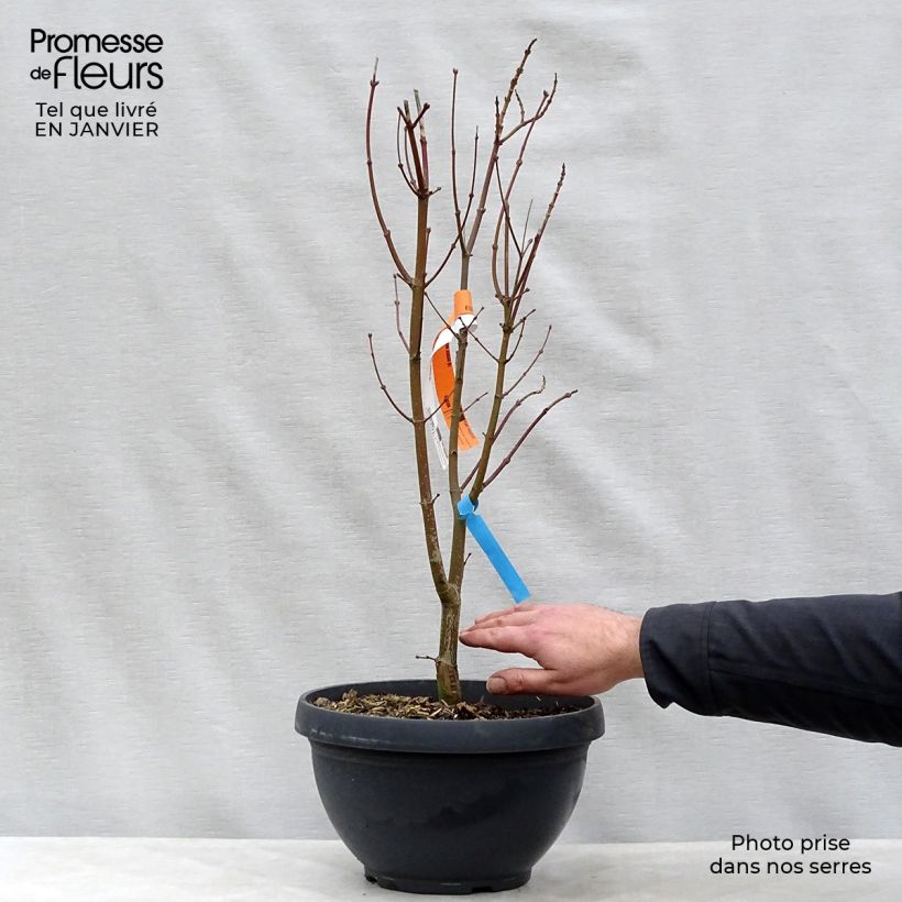 Exemplar von Japanischer Ahorn Jordan - Acer shirasawanum Becher 7,5L / 10L wie im Winter geliefert