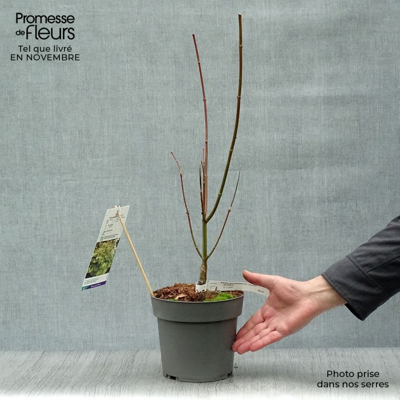 Example of Japanischer Ahorn Jordan - Acer shirasawanum Topf mit 2L/3L as you get in automne