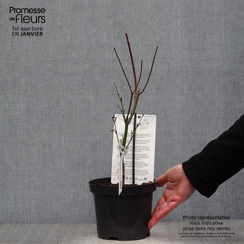 Exemplar von Japanischer Ahorn Jordan - Acer shirasawanum Topf mit 2L/3L wie im Winter geliefert