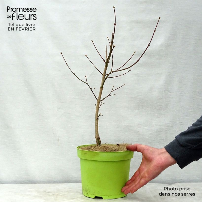 Exemplar von Japanischer Ahorn Moonrise - Acer shirasawanum Topf mit 6L/7L wie im Winter geliefert