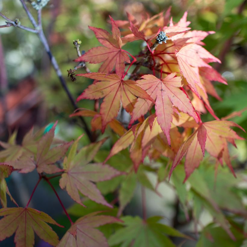 Japanischer Ahorn Moonrise - Acer shirasawanum (Foliage)