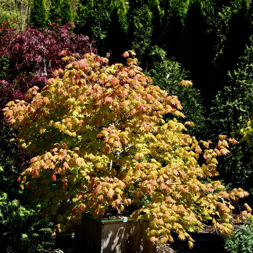 Japanischer Ahorn Moonrise - Acer shirasawanum (Plant habit)