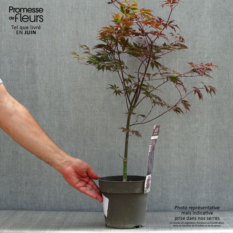 Example of Fächerahorn Black Lace - Acer palmatum Topf mit 2L/3L as you get in ete