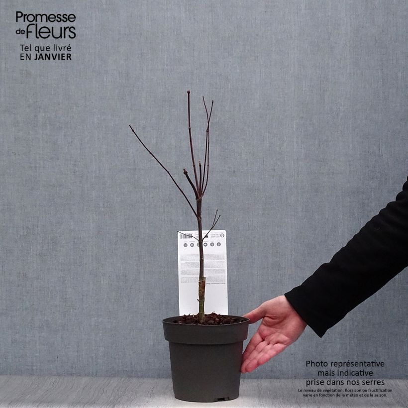 Exemplar von Fächerahorn Black Lace - Acer palmatum Topf mit 2L/3L wie im Winter geliefert