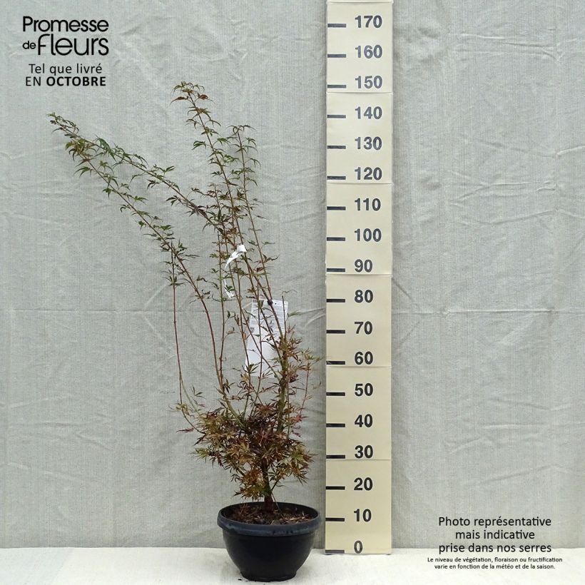 Example of Fächerahorn Jerre Schwartz - Acer palmatum Becher 7,5L / 10L as you get in automne