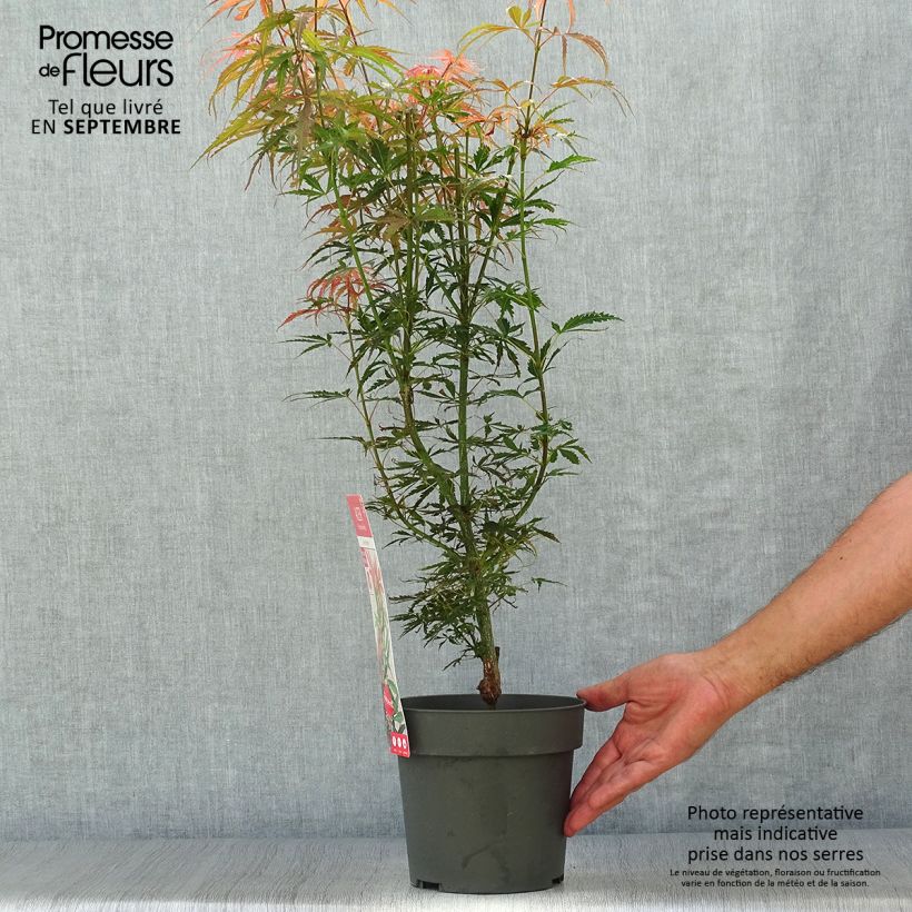 Example of Fächerahorn Jerre Schwartz - Acer palmatum Topf mit 2L/3L as you get in automne