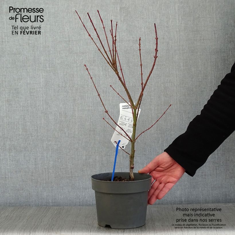 Exemplar von Fächerahorn Jerre Schwartz - Acer palmatum Topf mit 2L/3L wie im Winter geliefert