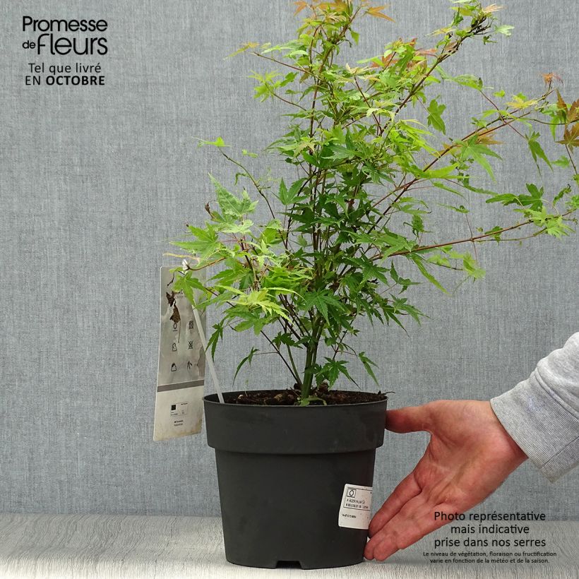 Example of Acer palmatum Phoenix - Fächerahorn Topf mit 2L/3L as you get in automne