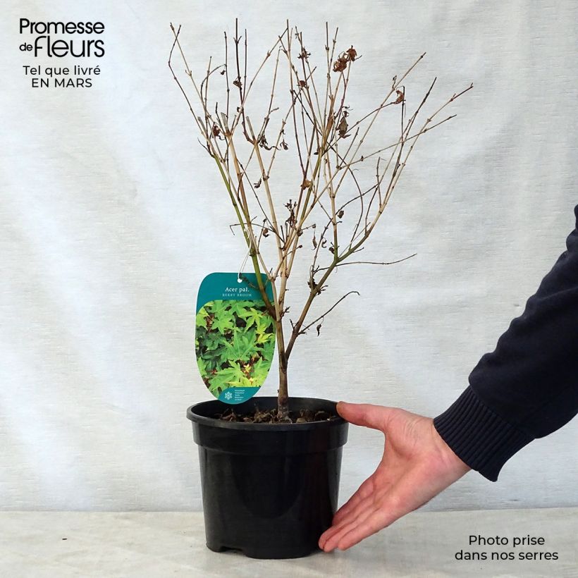 Example of Fächerahorn Berry Broom - Acer palmatum Topf mit 2L/3L as you get in printemps