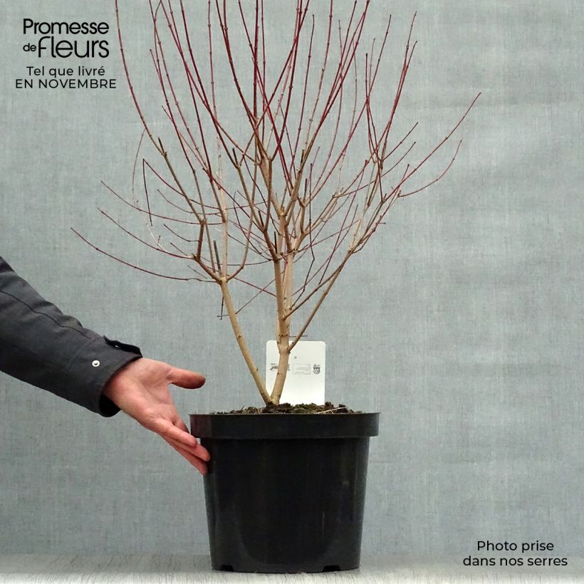 Example of Feuer-Ahorn Moonrise - Acer tataricum subsp. ginnala Topf mit 7,5L/10L as you get in automne