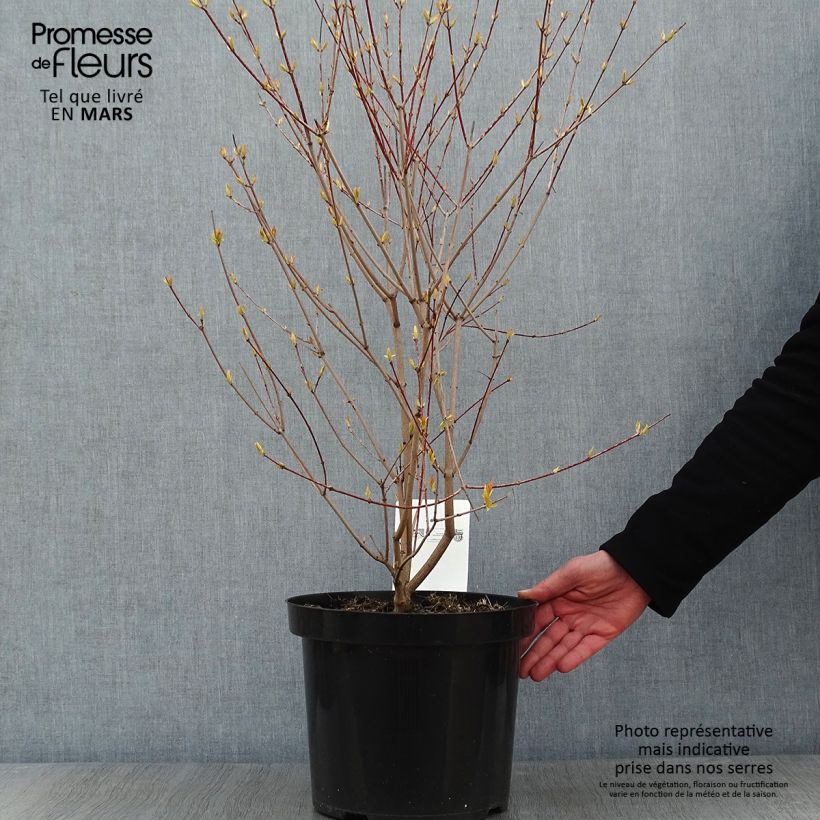 Exemplar von Feuer-Ahorn Moonrise - Acer tataricum subsp. ginnala Topf mit 7,5L/10L wie im Winter geliefert