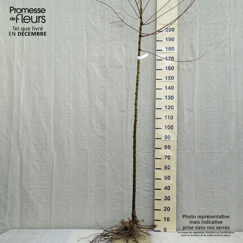 Example of Feuer-Ahorn - Acer tataricum subsp. ginnala Wurzelnackt as you get in hiver