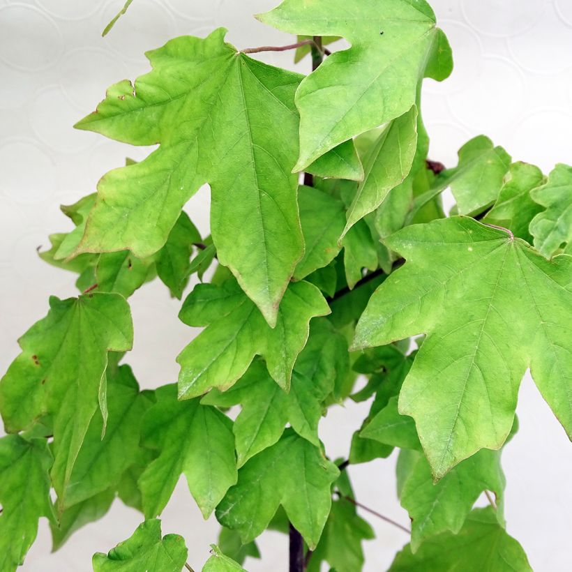 Acer Orientalia - Ahorn (Foliage)