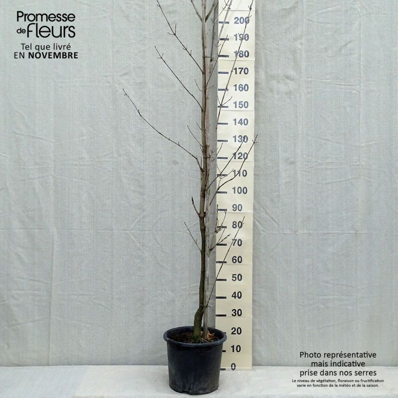 Example of Spitz-Ahorn Drummondii - Acer platanoides Topf mit 12L/15L as you get in automne