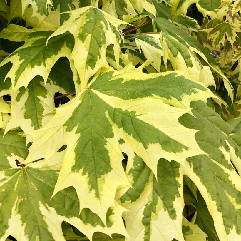 Spitz-Ahorn Drummondii - Acer platanoides (Foliage)