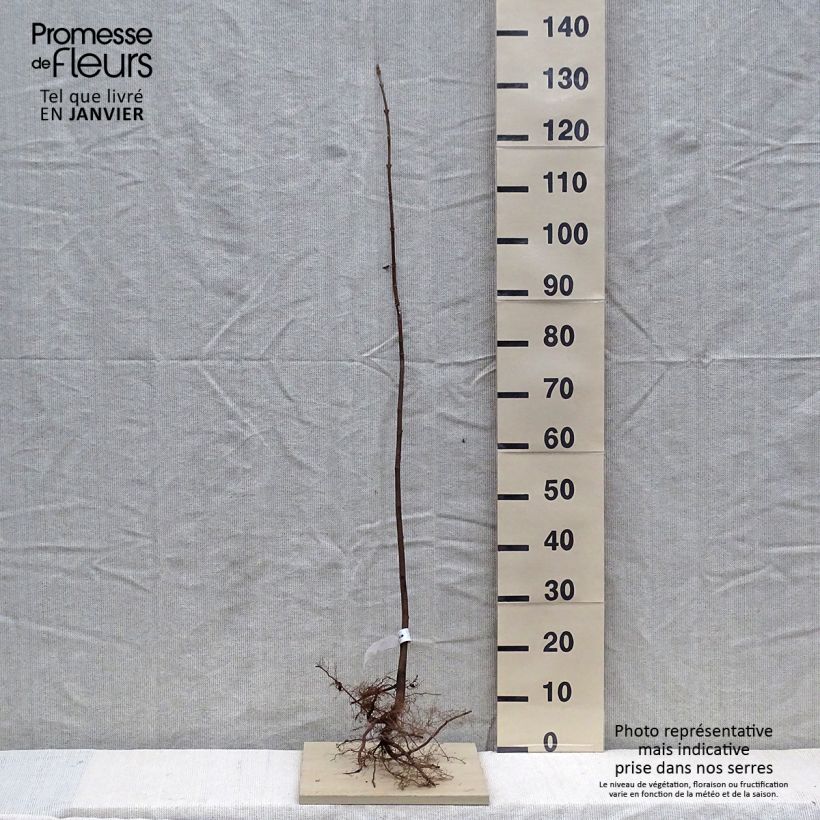 Example of Berg-Ahorn - Acer pseudoplatanus Wurzelnackt as you get in hiver