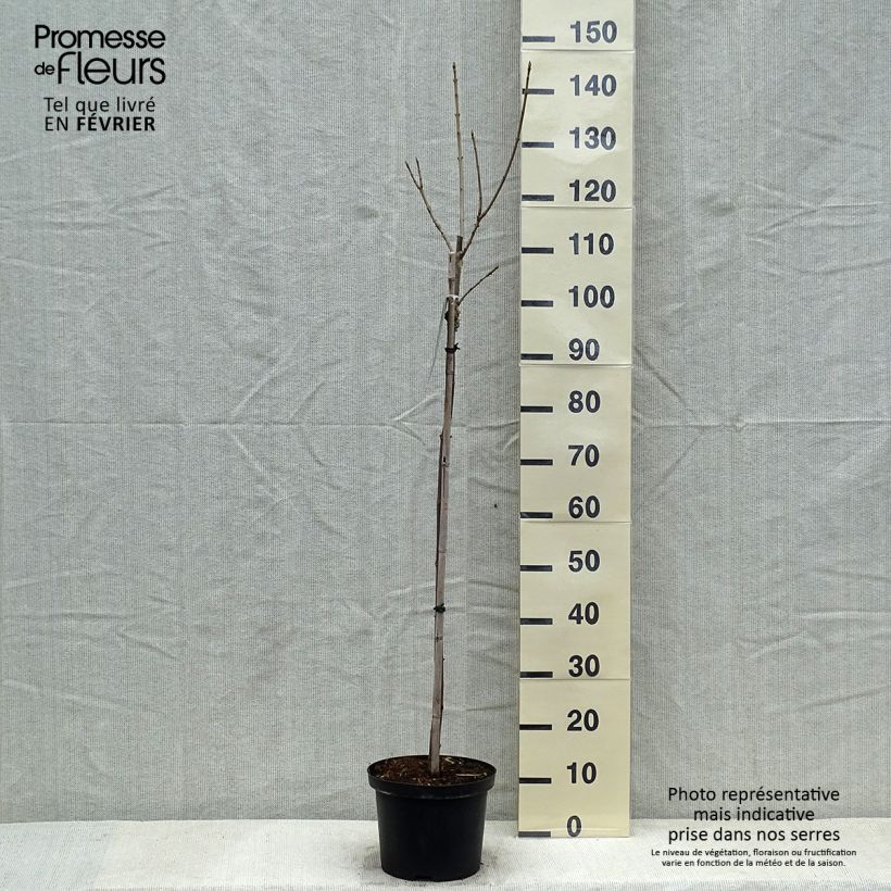 Exemplar von Berg-Ahorn Brilliantissimum - Acer pseudoplatanus Topf mit 4L/5L wie im Winter geliefert