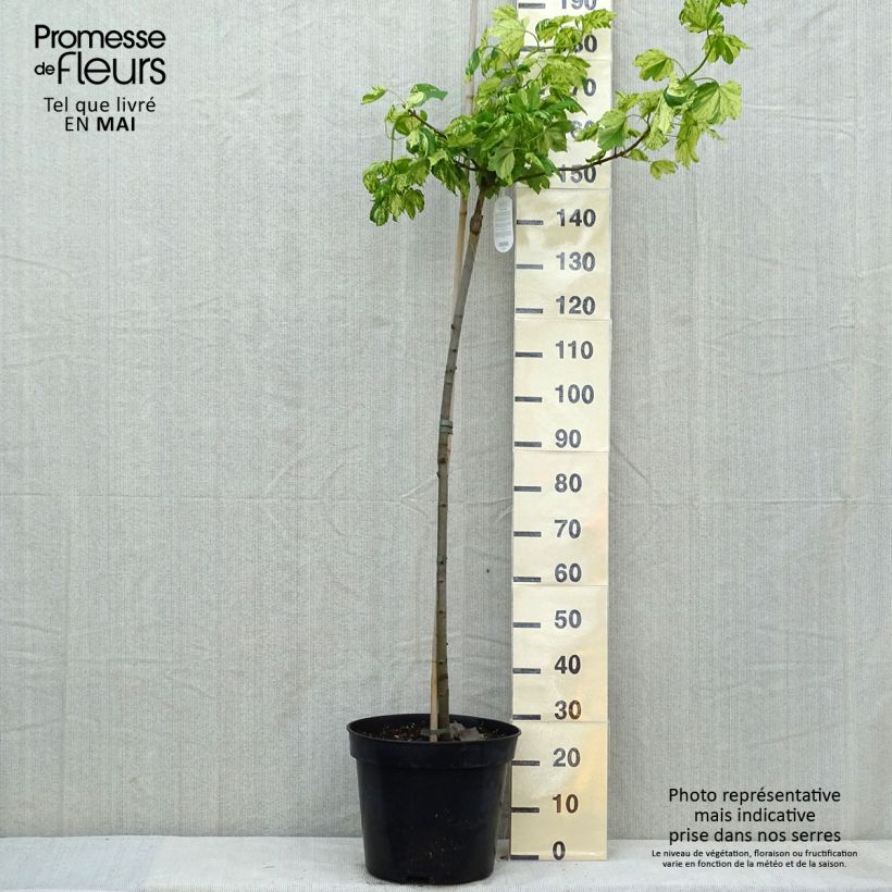Example of Berg-Ahorn Leopoldii - Acer pseudoplatanus Topf mit 20L/25L as you get in printemps