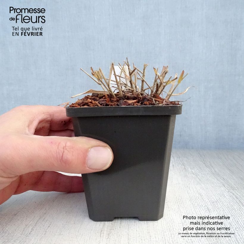 Exemplar von Eragrostis spectabilis - Purpur-Liebesgras Kleine Töpfe von 8/9 cm wie im Winter geliefert