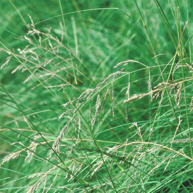 Eragrostis trichodes - Sand-Liebesgras (Blüte)