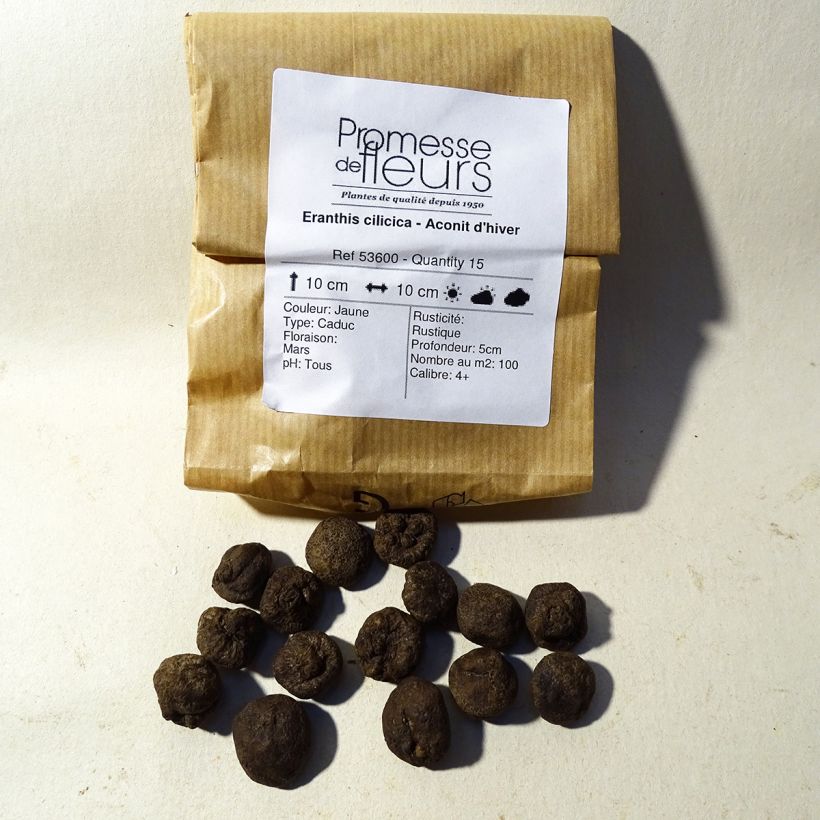 Example of Eranthis cilicica - Türkischer Winterling Zwiebel size 4+ as you get