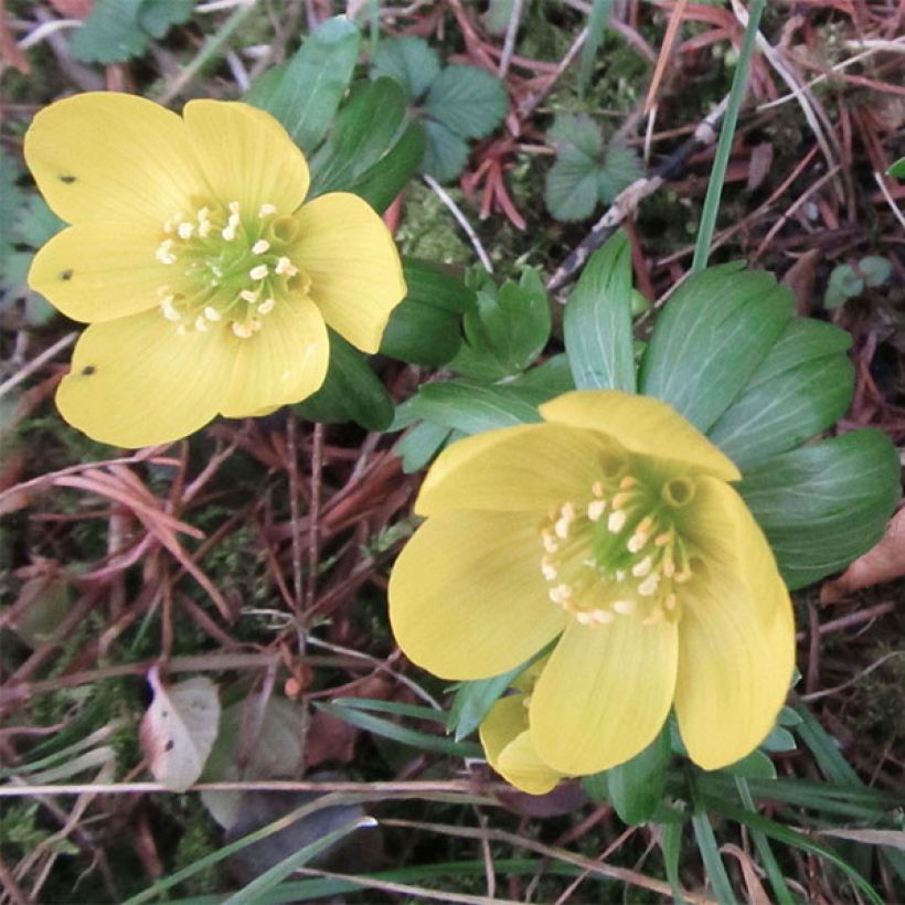 Eranthis hyemalis Schwefelglanz - Winterling (Flowering)