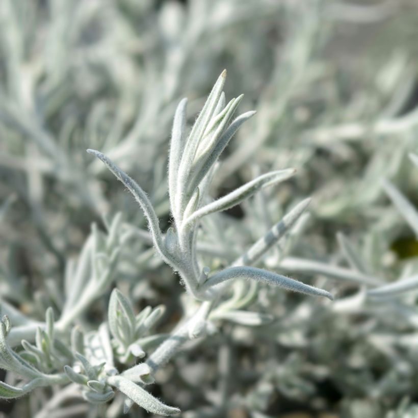Eremophila caerulea nivea Beryl's Blue - Emustrauch (Foliage)