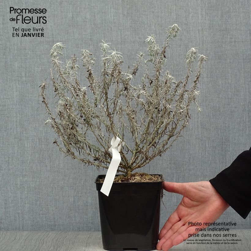 Exemplar von Eremophila caerulea nivea Beryl's Blue - Emustrauch Topf mit 3L/4L wie im Winter geliefert