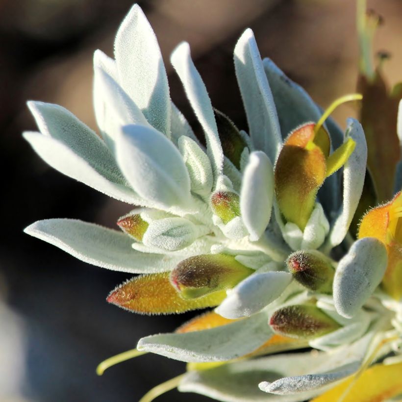 Eremophila glabra Kalbarri Carpet - Emustrauch (Flowering)
