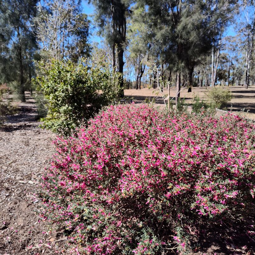 Eremophila maculata - Emustrauch (Plant habit)