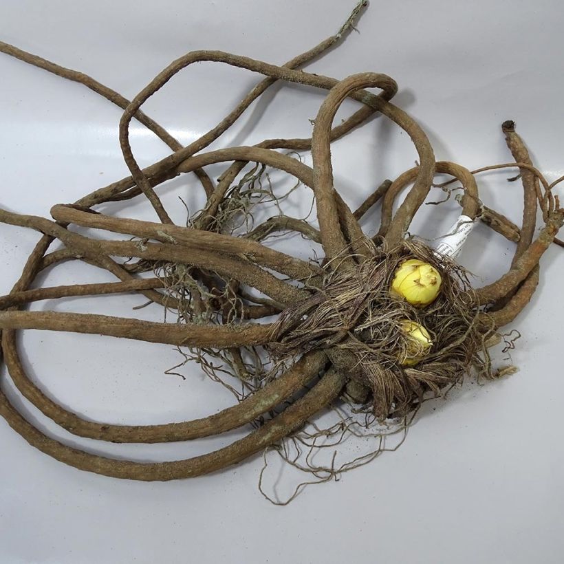 Example of Eremurus stenophyllus Moneymaker - Steppenkerze Zwiebel size I as you get